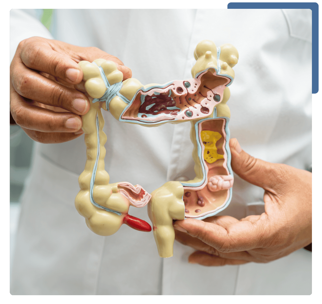 A detailed model of the human stomach