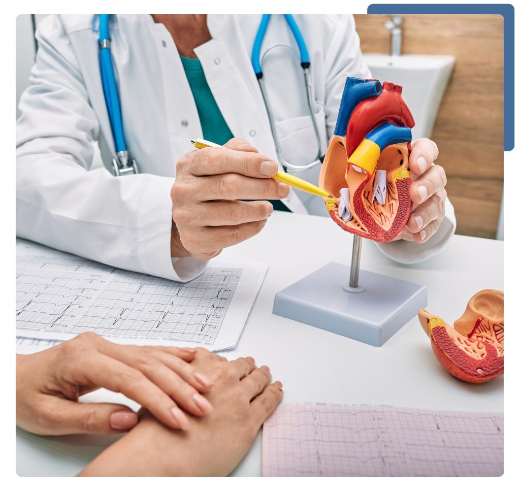 A doctor is demonstrating a human heart model.